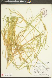 Carex laevivaginata image