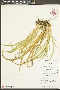 Carex laxiculmis image