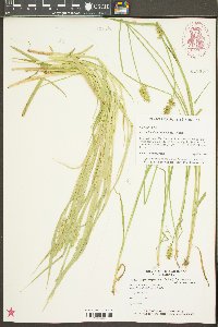 Carex laxiculmis image