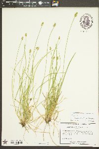 Carex leavenworthii image