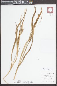 Carex scabrata image