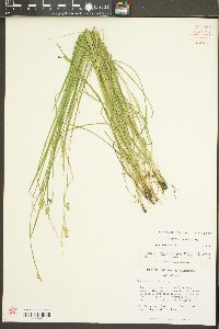 Carex leavenworthii image