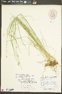 Carex complanata image