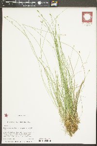 Carex leptalea var. harperi image
