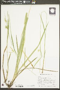 Carex lonchocarpa image