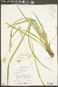 Carex lonchocarpa image