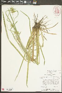 Carex lonchocarpa image