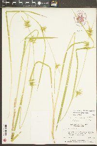 Carex lonchocarpa image