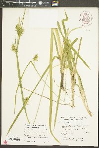 Carex lonchocarpa image