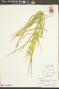 Carex lonchocarpa image