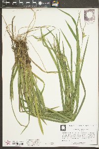 Carex lonchocarpa image