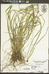 Carex lonchocarpa image