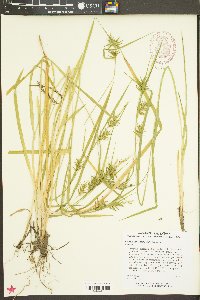 Carex lonchocarpa image