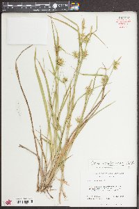 Carex lonchocarpa image