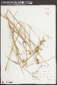 Carex lonchocarpa image