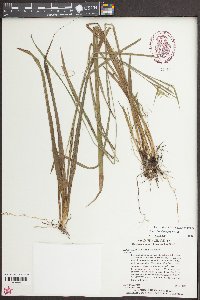 Carex lonchocarpa image