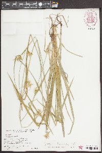 Carex lonchocarpa image