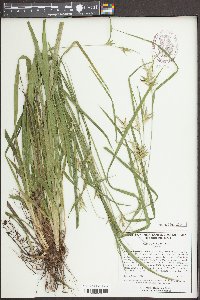 Carex folliculata image