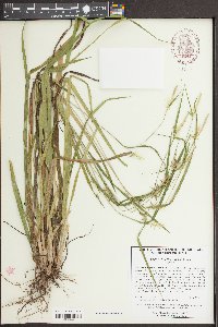 Carex lonchocarpa image