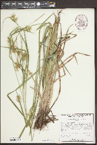 Carex lonchocarpa image