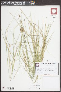 Carex longii image