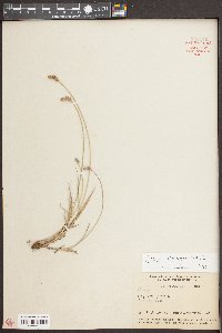 Carex longii image