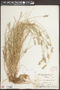 Carex longii image
