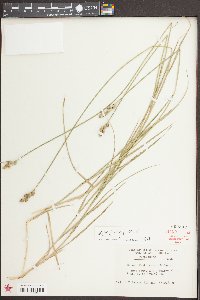 Carex longii image