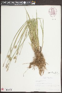 Carex longii image