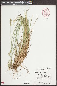 Carex longii image