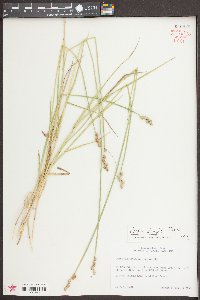 Carex longii image