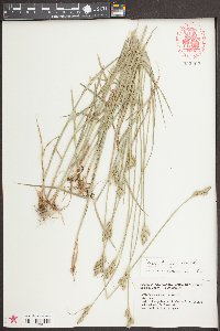 Carex longii image