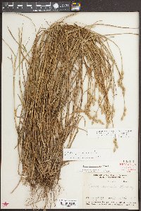 Carex longii image