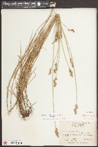 Carex longii image