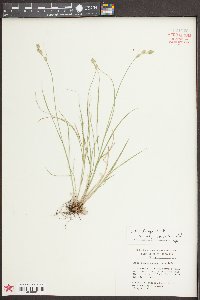Carex longii image
