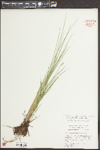 Carex longii image