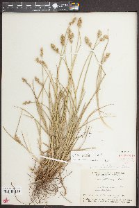 Carex longii image