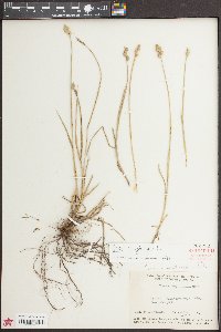 Carex longii image