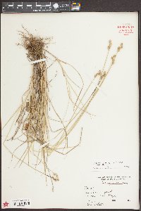 Carex longii image