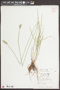 Carex longii image