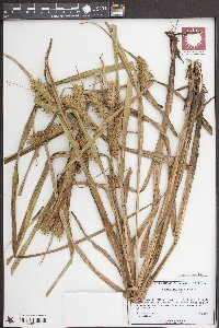 Carex louisianica image