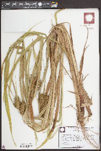 Carex louisianica image