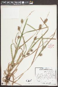 Carex louisianica image