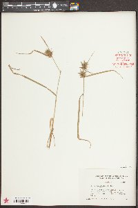 Carex louisianica image