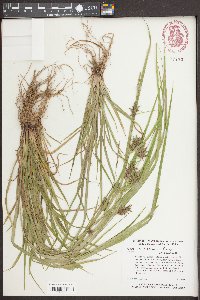 Carex louisianica image