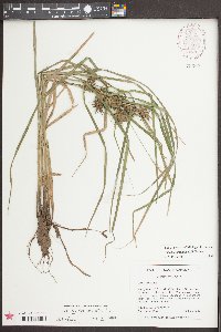 Carex louisianica image