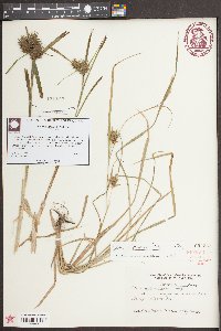 Carex louisianica image