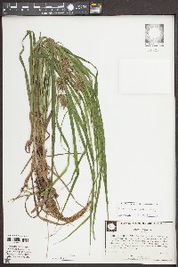 Carex louisianica image