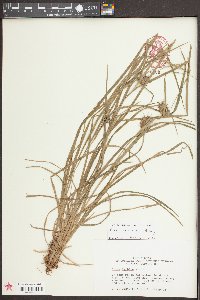 Carex louisianica image