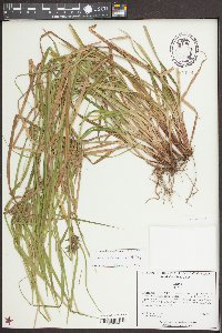 Carex louisianica image